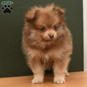 Lucky, Pomeranian Puppy