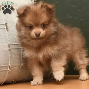 Lucky, Pomeranian Puppy