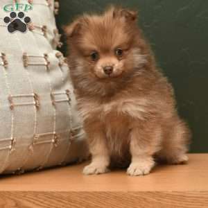 Lucky, Pomeranian Puppy