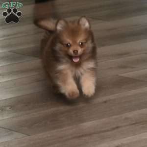 Lucky, Pomeranian Puppy