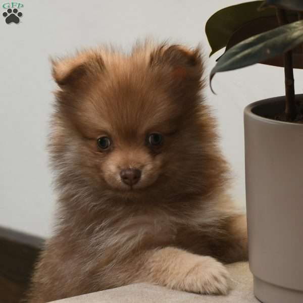 Lucky, Pomeranian Puppy