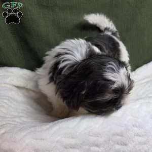 Sterling, Shih Tzu Puppy