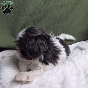 Sterling, Shih Tzu Puppy