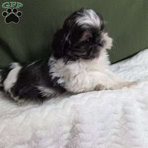 Sterling, Shih Tzu Puppy