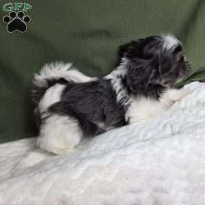 Sterling, Shih Tzu Puppy