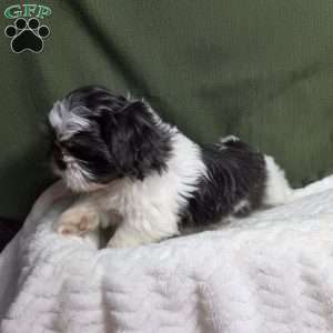 Sterling, Shih Tzu Puppy