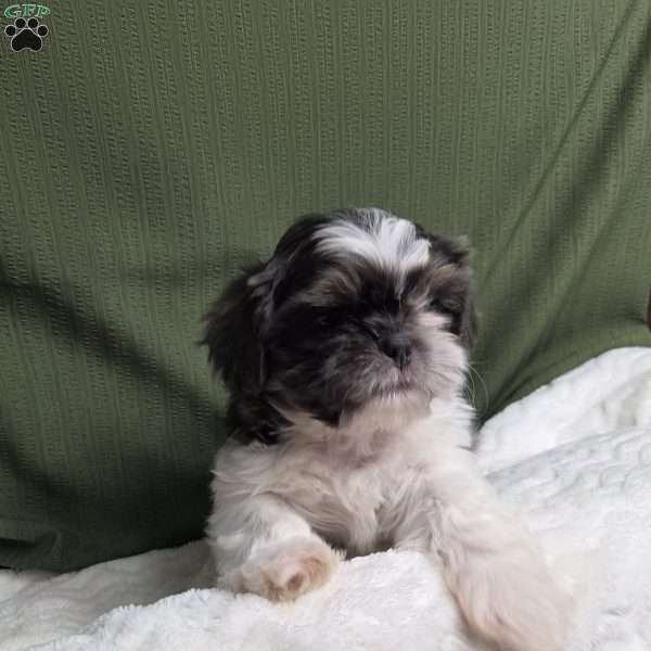 Sterling, Shih Tzu Puppy