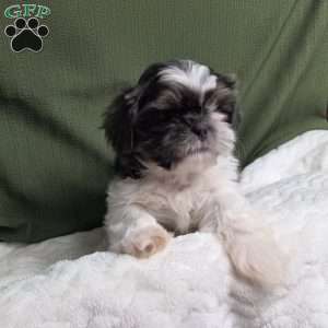 Sterling, Shih Tzu Puppy