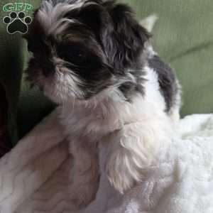 Sterling, Shih Tzu Puppy