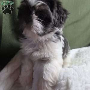 Sterling, Shih Tzu Puppy