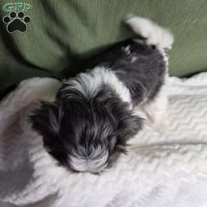 Sterling, Shih Tzu Puppy