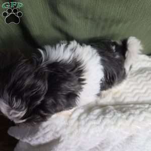 Sterling, Shih Tzu Puppy