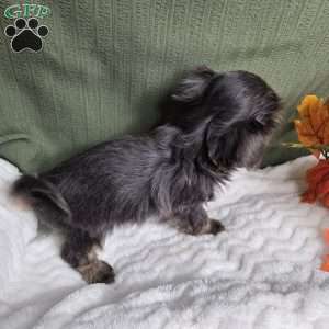 Goldie, Shih Tzu Puppy