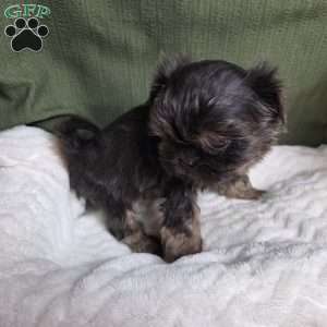 Goldie, Shih Tzu Puppy