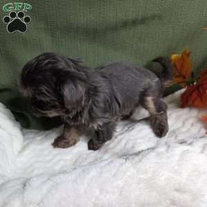 Goldie, Shih Tzu Puppy