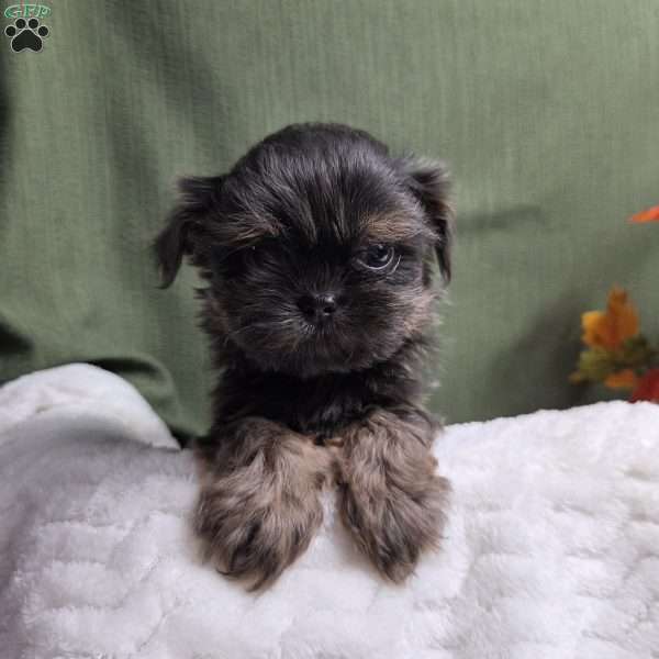 Goldie, Shih Tzu Puppy