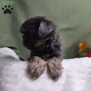 Goldie, Shih Tzu Puppy