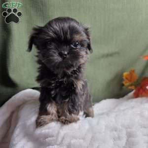 Goldie, Shih Tzu Puppy