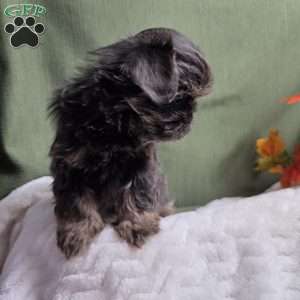 Goldie, Shih Tzu Puppy