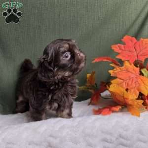 Copper, Shih Tzu Puppy