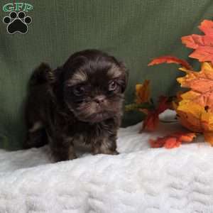 Copper, Shih Tzu Puppy
