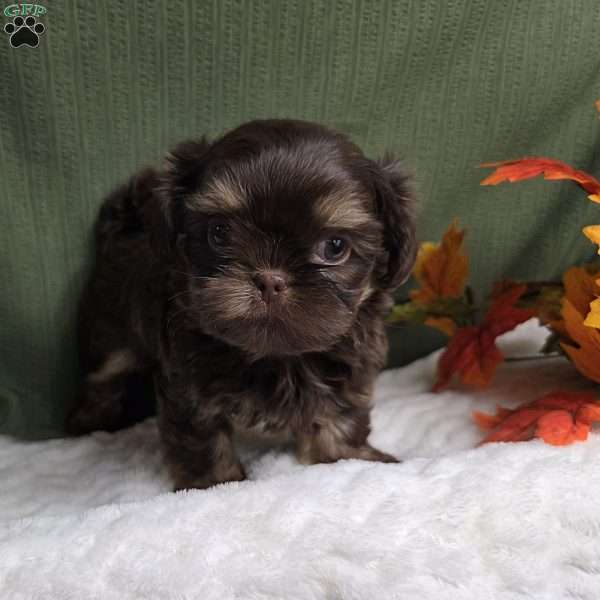 Copper, Shih Tzu Puppy