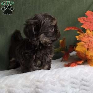 Copper, Shih Tzu Puppy
