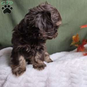 Copper, Shih Tzu Puppy