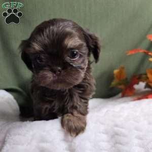 Copper, Shih Tzu Puppy
