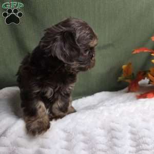 Copper, Shih Tzu Puppy
