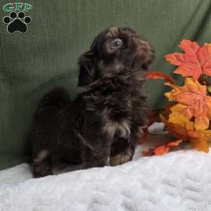 Copper, Shih Tzu Puppy
