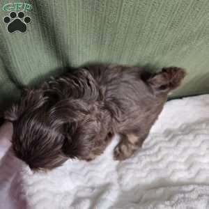 Copper, Shih Tzu Puppy