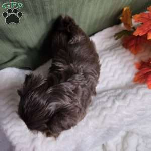 Copper, Shih Tzu Puppy