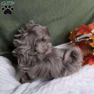 Jasper, Shih Tzu Puppy