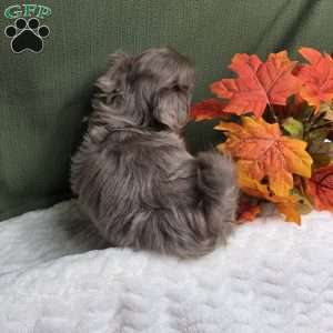 Jasper, Shih Tzu Puppy