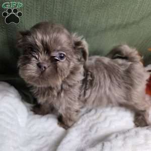 Jasper, Shih Tzu Puppy