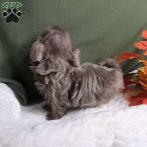 Jasper, Shih Tzu Puppy