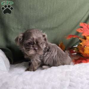 Jasper, Shih Tzu Puppy