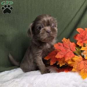Onyx, Shih Tzu Puppy