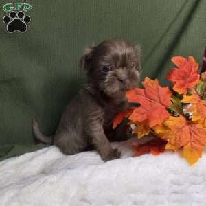 Onyx, Shih Tzu Puppy