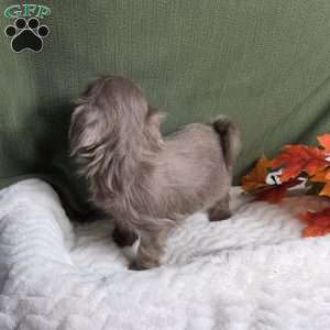 Onyx, Shih Tzu Puppy