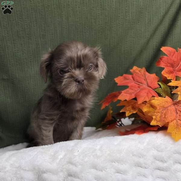 Onyx, Shih Tzu Puppy