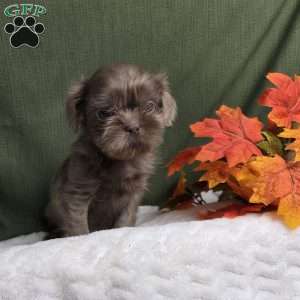 Onyx, Shih Tzu Puppy