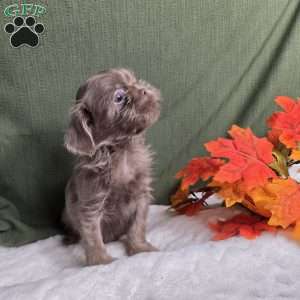 Onyx, Shih Tzu Puppy