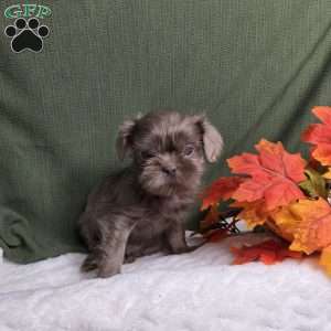 Onyx, Shih Tzu Puppy