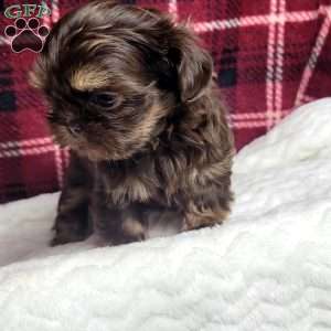 Copper, Shih Tzu Puppy