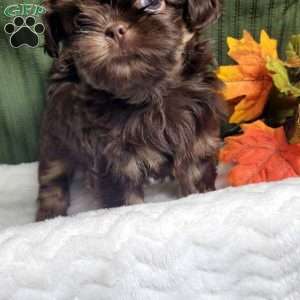 Copper, Shih Tzu Puppy