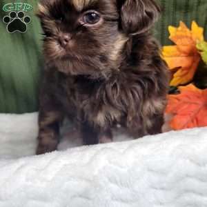 Copper, Shih Tzu Puppy