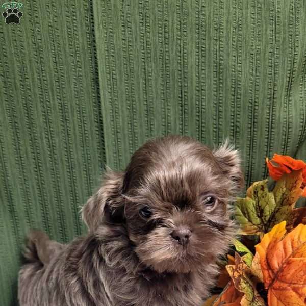 Jasper, Shih Tzu Puppy