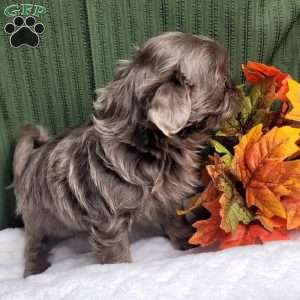 Jasper, Shih Tzu Puppy